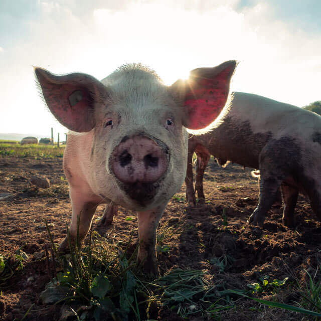 Négoce de porcs, Maison Derrien, Bretagne