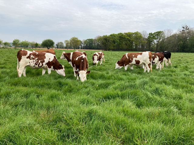 Vaches dans un champ